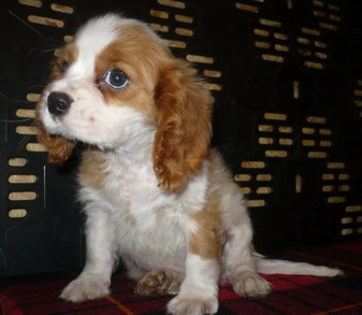 pic174118_caine_Cavalier_king_charles_spaniel[1]