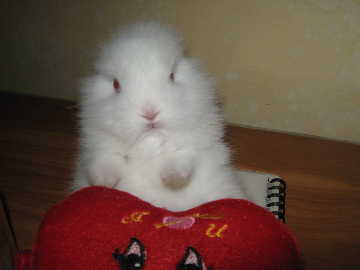 ASTA SI..............