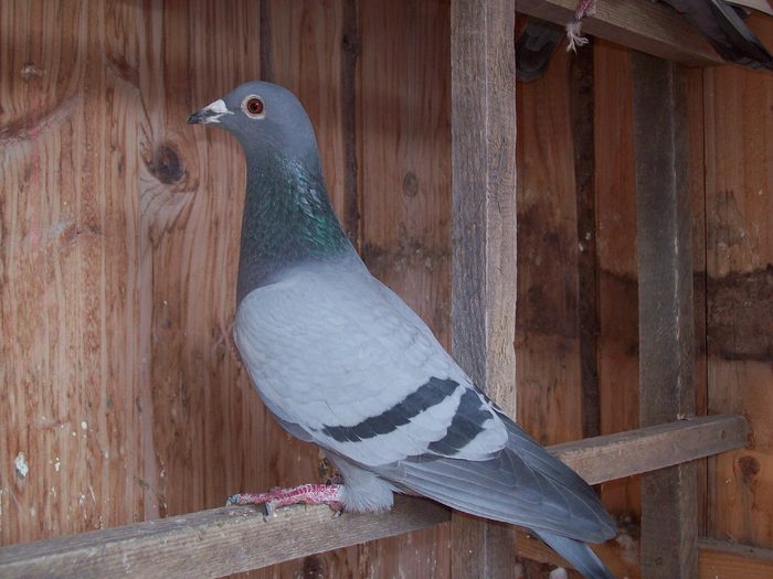 0739365 (2010) - Hen pigeons