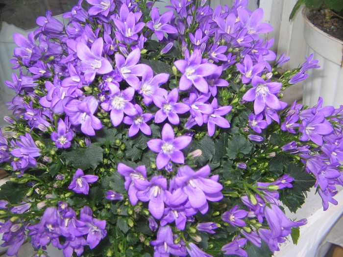 Campanula,ultima achizitie,Kaufland, 08.02.2011 - a Flori 2011