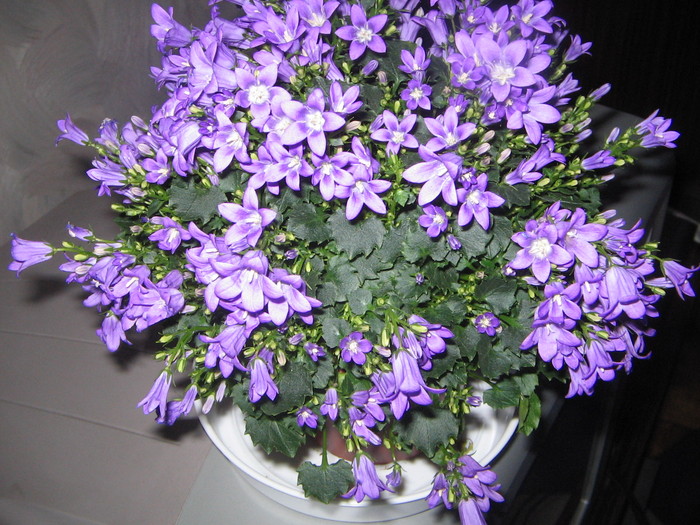 Campanula,Kaufland - a Flori 2011