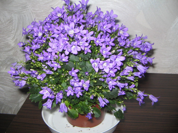 Campanula - a Flori 2011