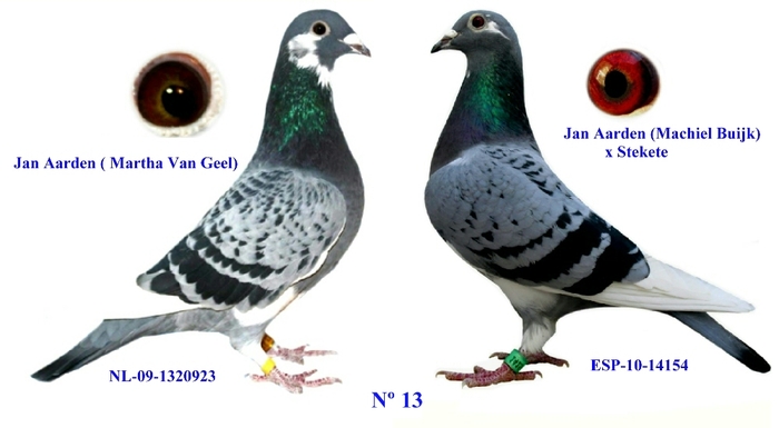 PERECHEA Nº13 Jan Aarden; Mascul (Martha Van Geel) si femela (Machiel Buijk) Jan Aarden
