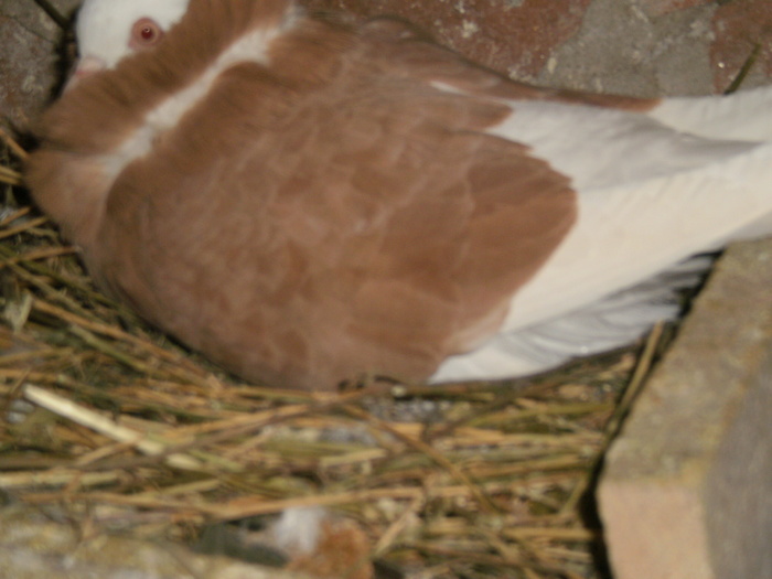 Capucin pe oua - Porumbei Ornamentali