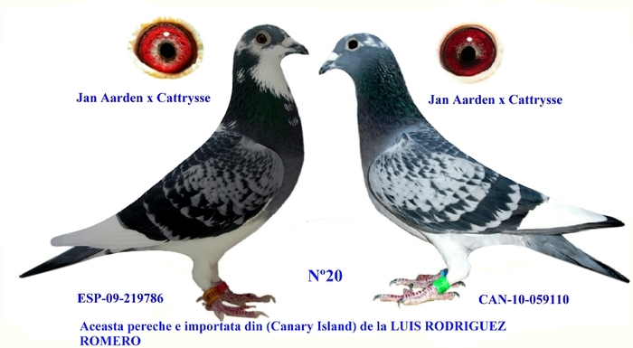 PERECHEA N; Jan Aarden x Cattrysse,provin din crescatoria lui LUIS SANCEZ ROMERO (Canary Island)
