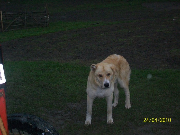 Luca 2 - ciobanesti de banat