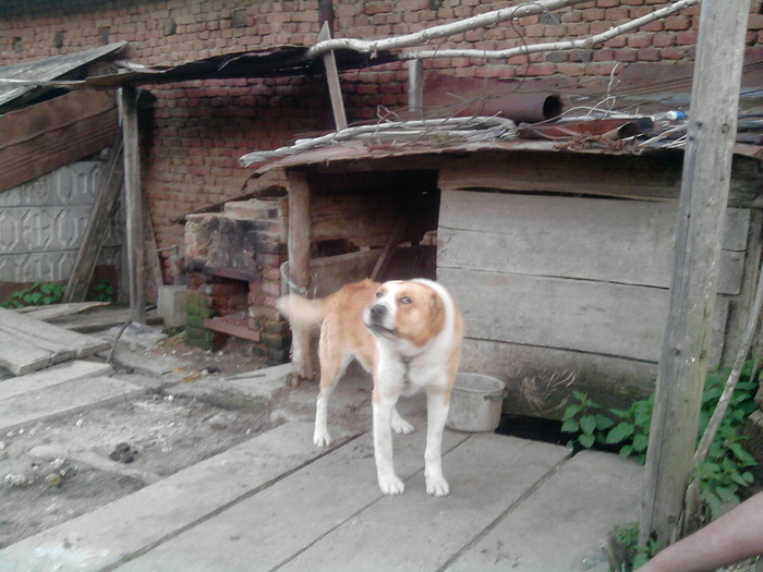 Mantu 7 - ciobanesti de banat