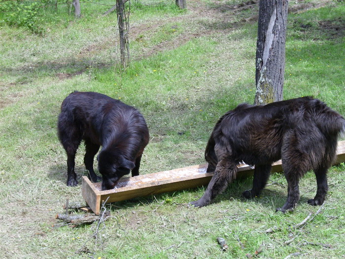 Negrei,Danu - ciobanesti de banat