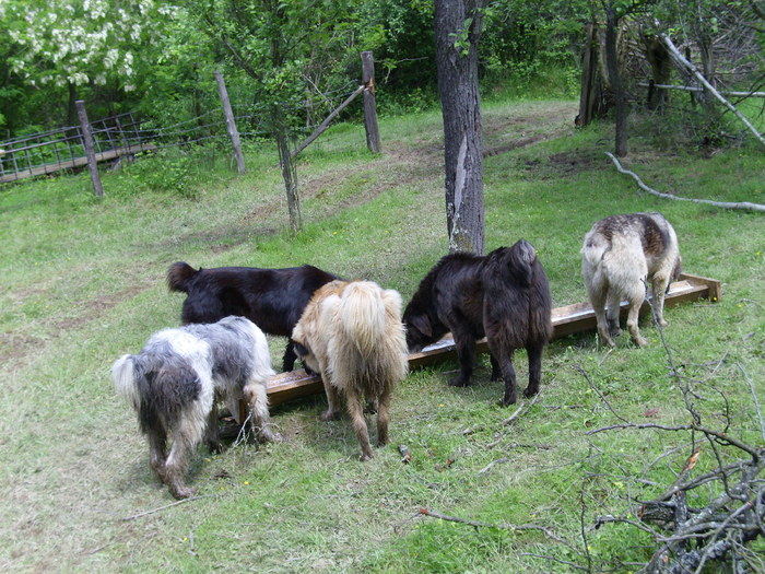 Uniunea celor cinci magnifici - ciobanesti de banat