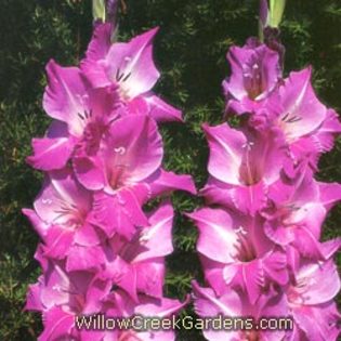 [Gladiolous]BlueBeauty
