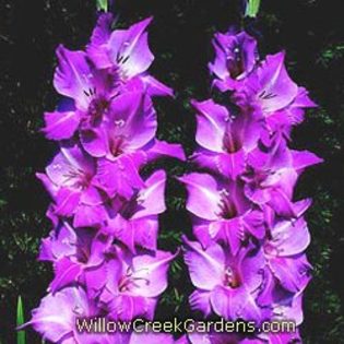 [Gladiolous]BlueMountain
