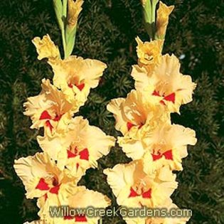 [Gladiolous]CherrySplash