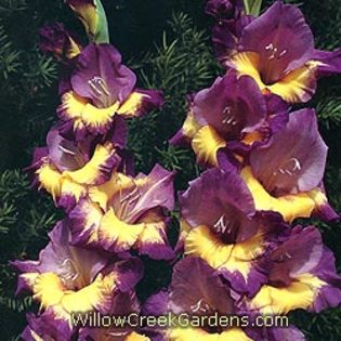 [Gladiolous]Comet