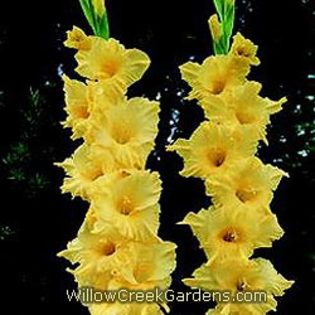 [Gladiolous]Jester_Gold