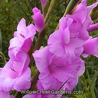 [Gladiolous]Orleans
