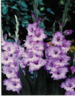 G-blue%20frost