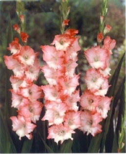 G-pinklady