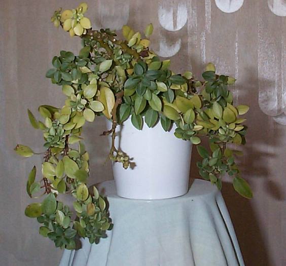 DCP03304 - Florile Casei