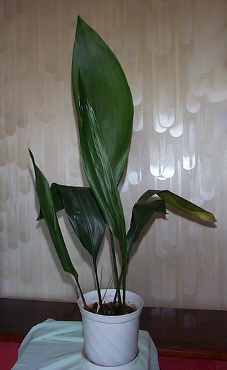 DCP03313 - Florile Casei