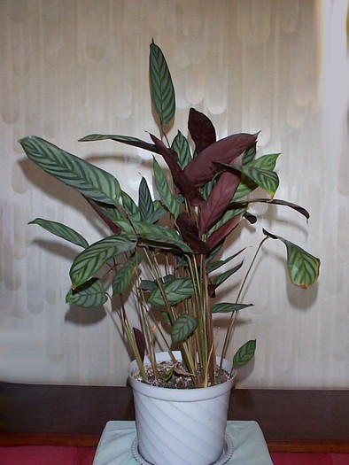 DCP03316 - Florile Casei