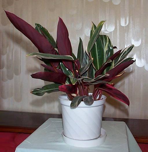 DCP03317 - Florile Casei