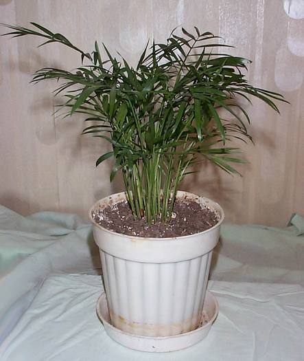 DCP03318 - Florile Casei