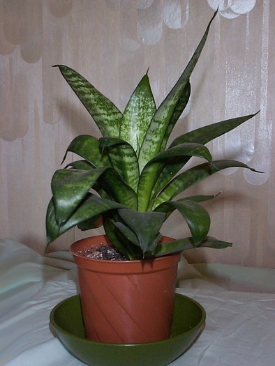 DCP03320 - Florile Casei