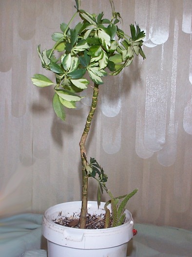 DCP03324 - Florile Casei