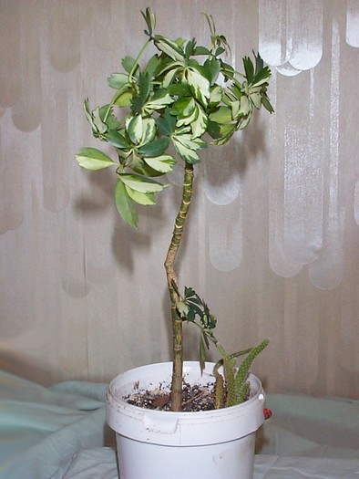 DCP03325 - Florile Casei