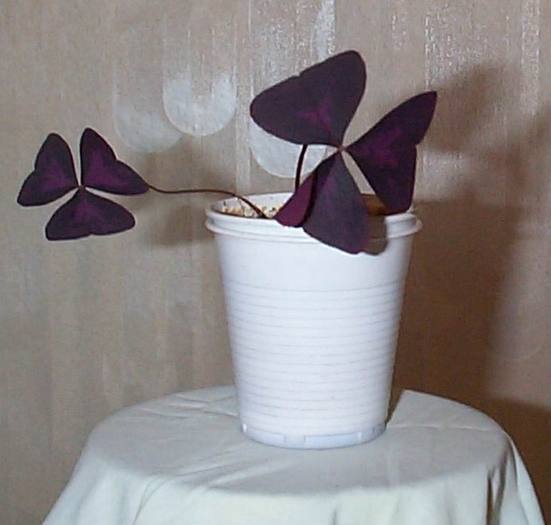 DCP03332 - Florile Casei