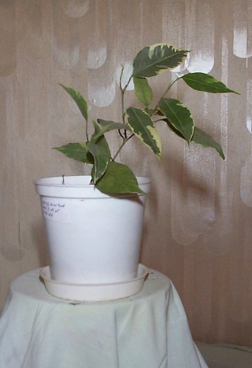 DCP03345 - Florile Casei
