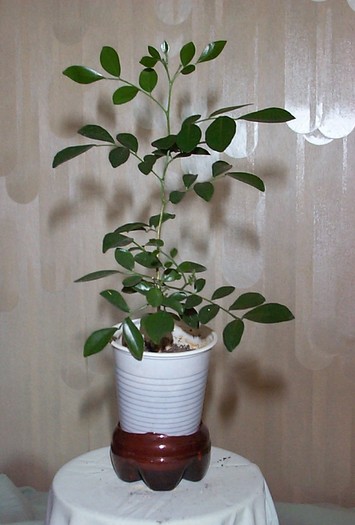 DCP03353 - Florile Casei