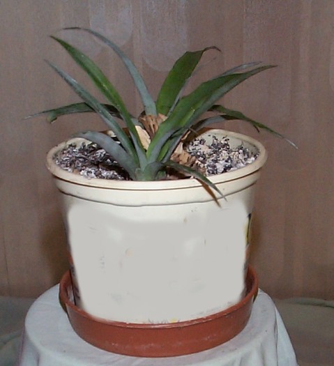 DCP03355