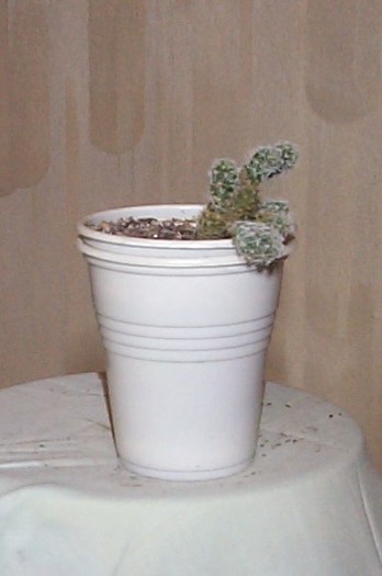 DCP03378
