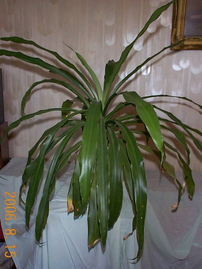 DCP03404 - Florile Casei