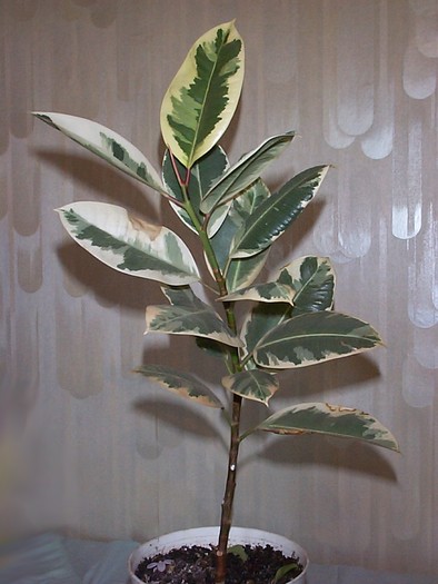 DCP03412 - Florile Casei