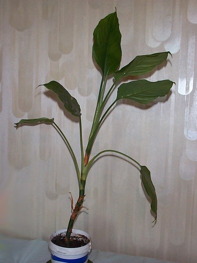 DCP03413 - Florile Casei