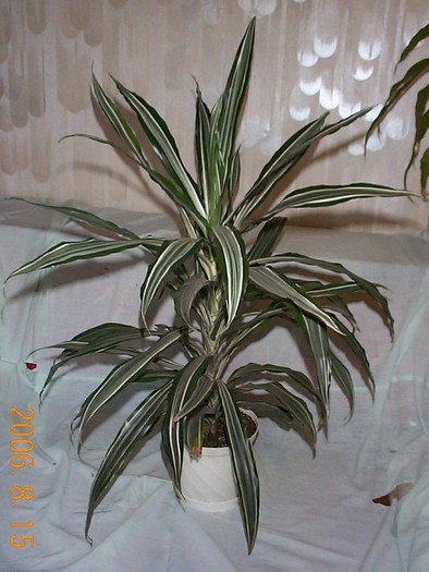 DCP03418 - Florile Casei