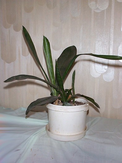 DCP03420 - Florile Casei