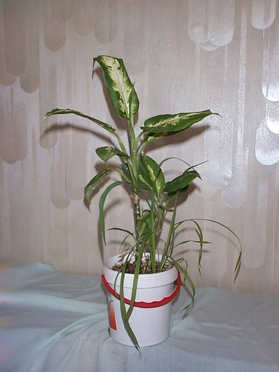 DCP03421 - Florile Casei