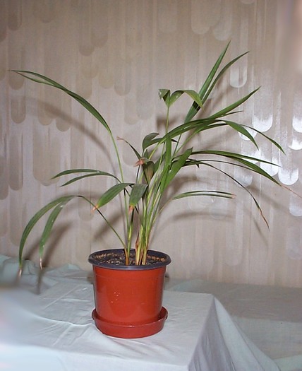 DCP03426 - Florile Casei
