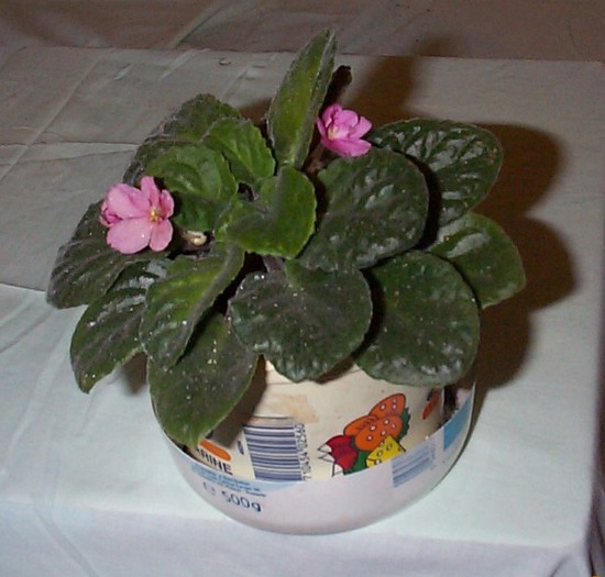 DCP03431 - Florile Casei