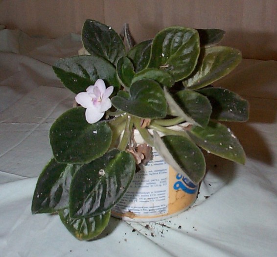 DCP03432 - Florile Casei
