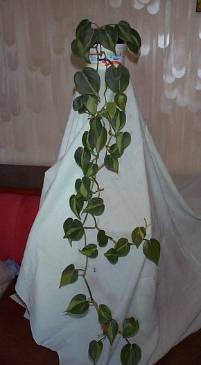DCP03439 - Florile Casei