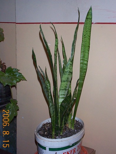 DCP03448 - Florile Casei