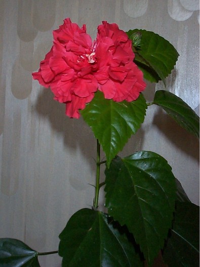 DCP03450 - Florile Casei