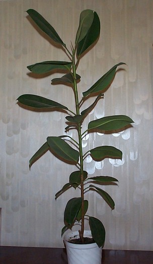 DCP03459 - Florile Casei