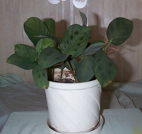 DCP03469 - Florile Casei