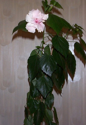 DCP03579 - Florile Casei