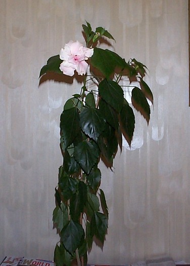 DCP03591 - Florile Casei